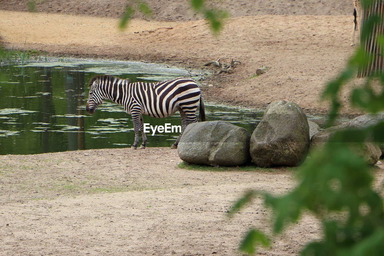 View of a zebras on field