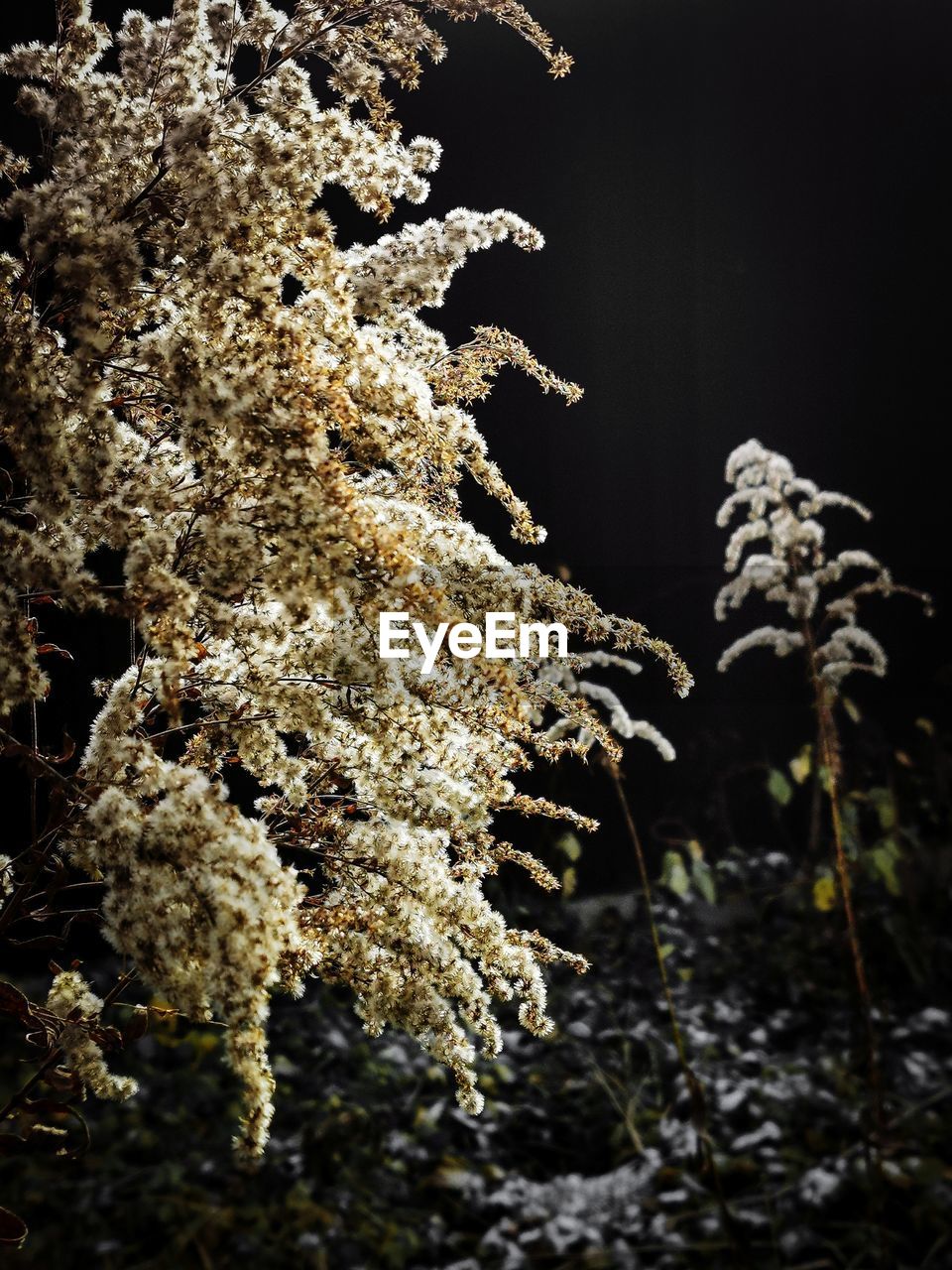 CLOSE-UP OF LICHEN GROWING ON TREE