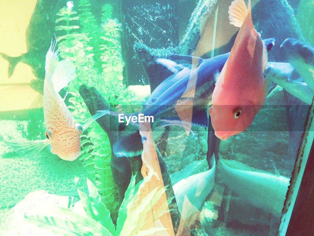 Close-up of three fish in aquarium
