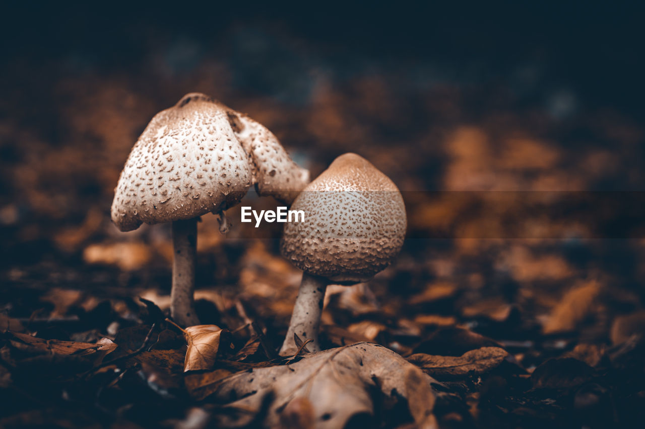 Close-up of mushrooms growing on land