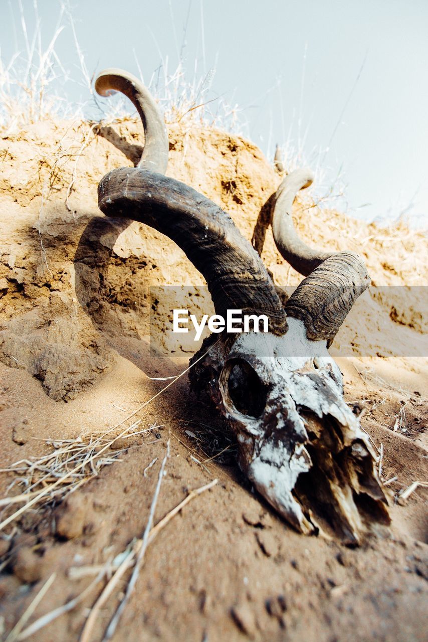 CLOSE-UP VIEW OF ANIMAL SKULL