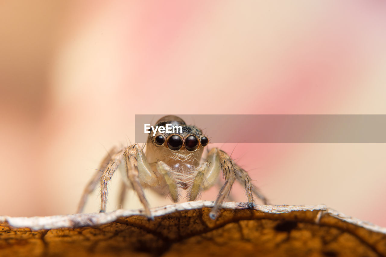 Close-up of spider on leaf 