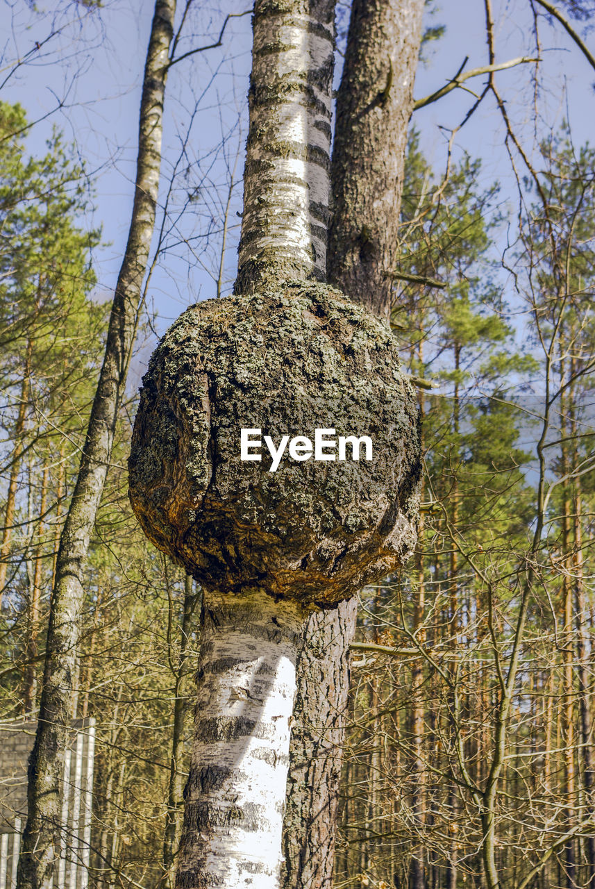 CLOSE-UP OF TREE TRUNK IN FOREST