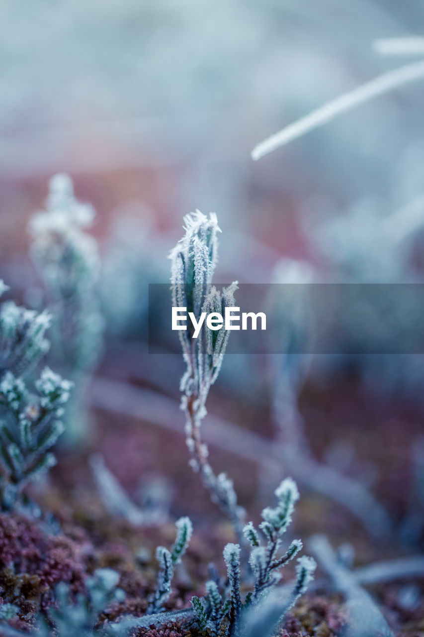 CLOSE-UP OF FROZEN PLANT DURING RAINY SEASON