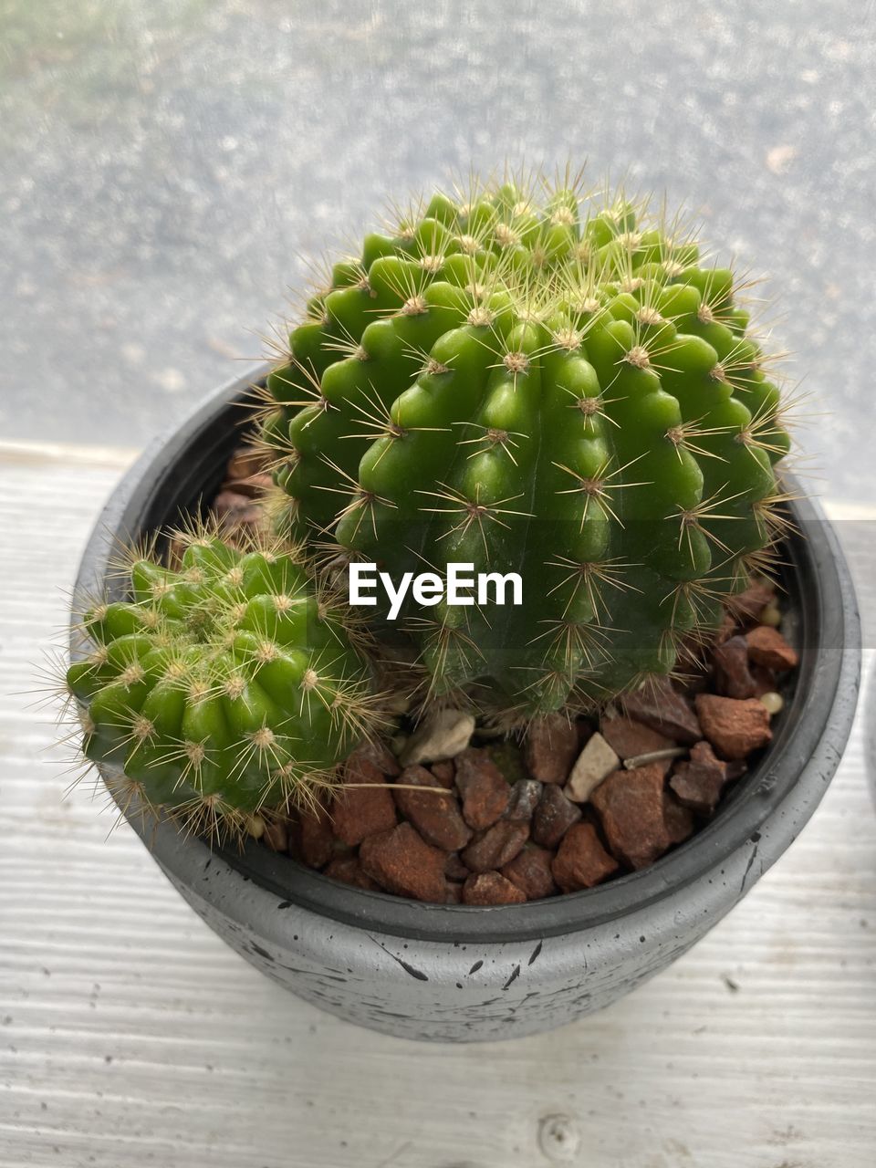 HIGH ANGLE VIEW OF SUCCULENT PLANTS IN POT