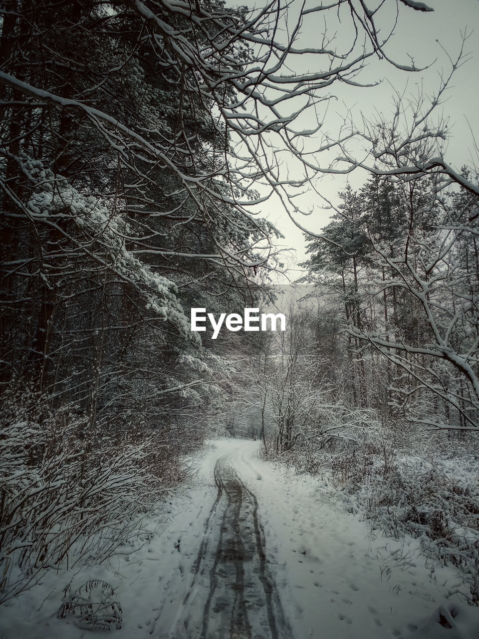 BARE TREES IN SNOW COVERED FOREST