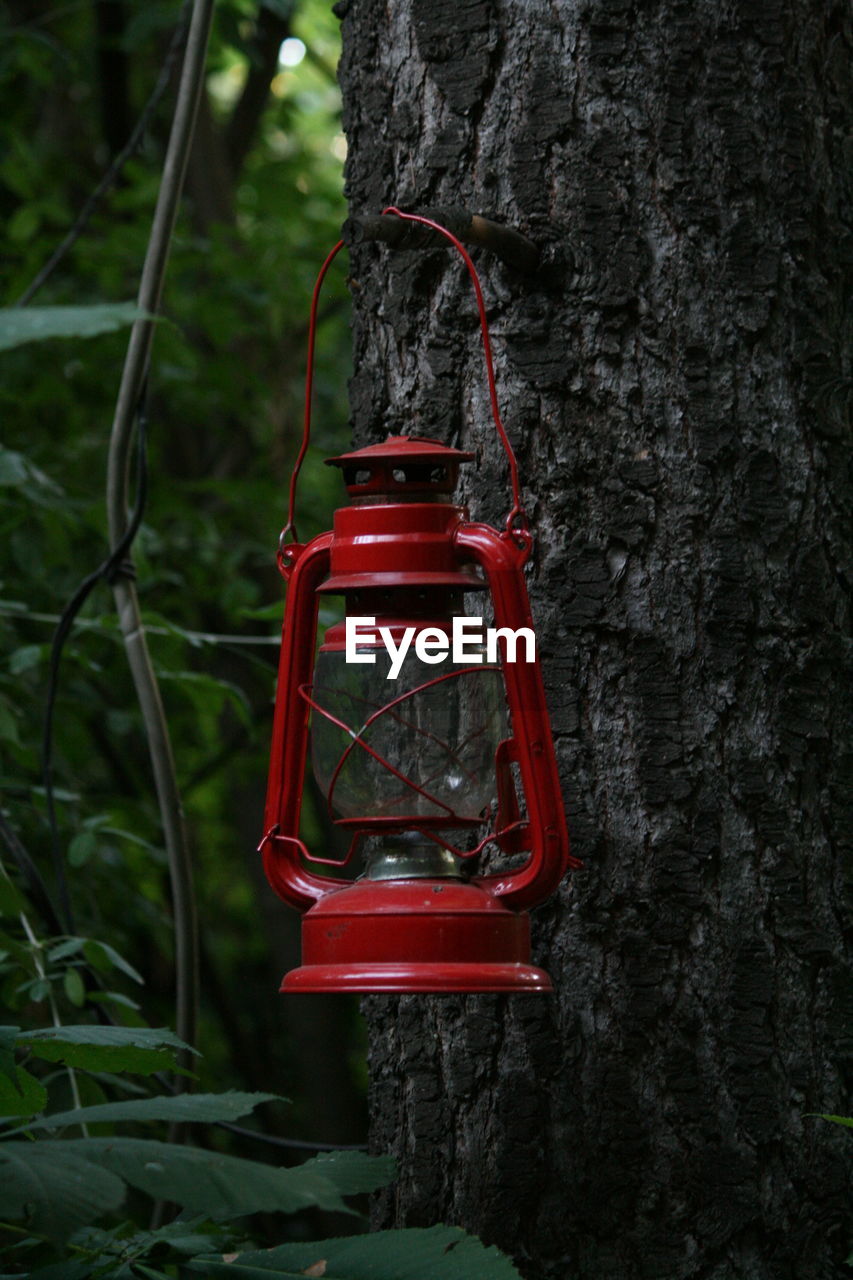 Close-up of red lantern hanging on tree trunk