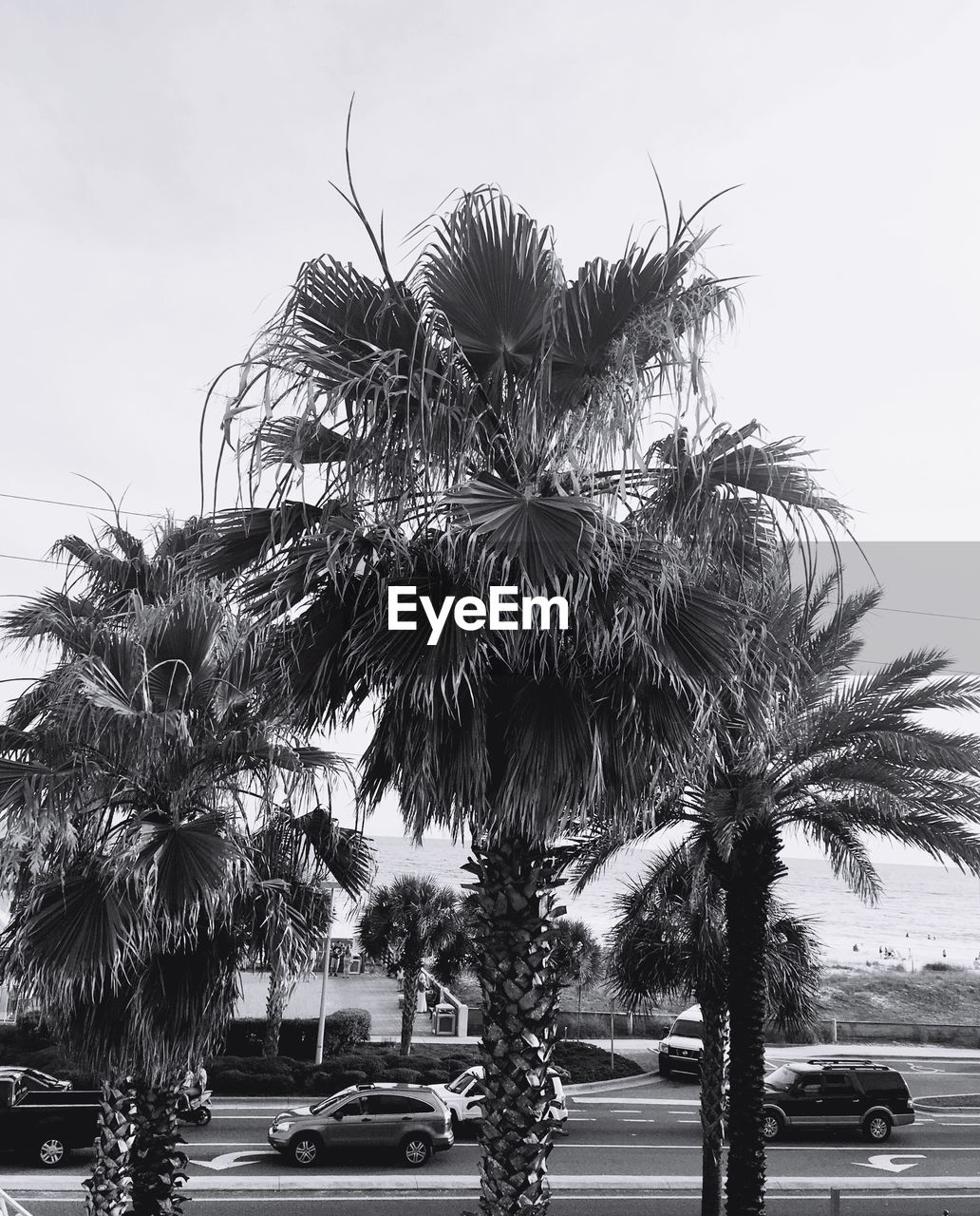 Low angle view of palm trees against sky