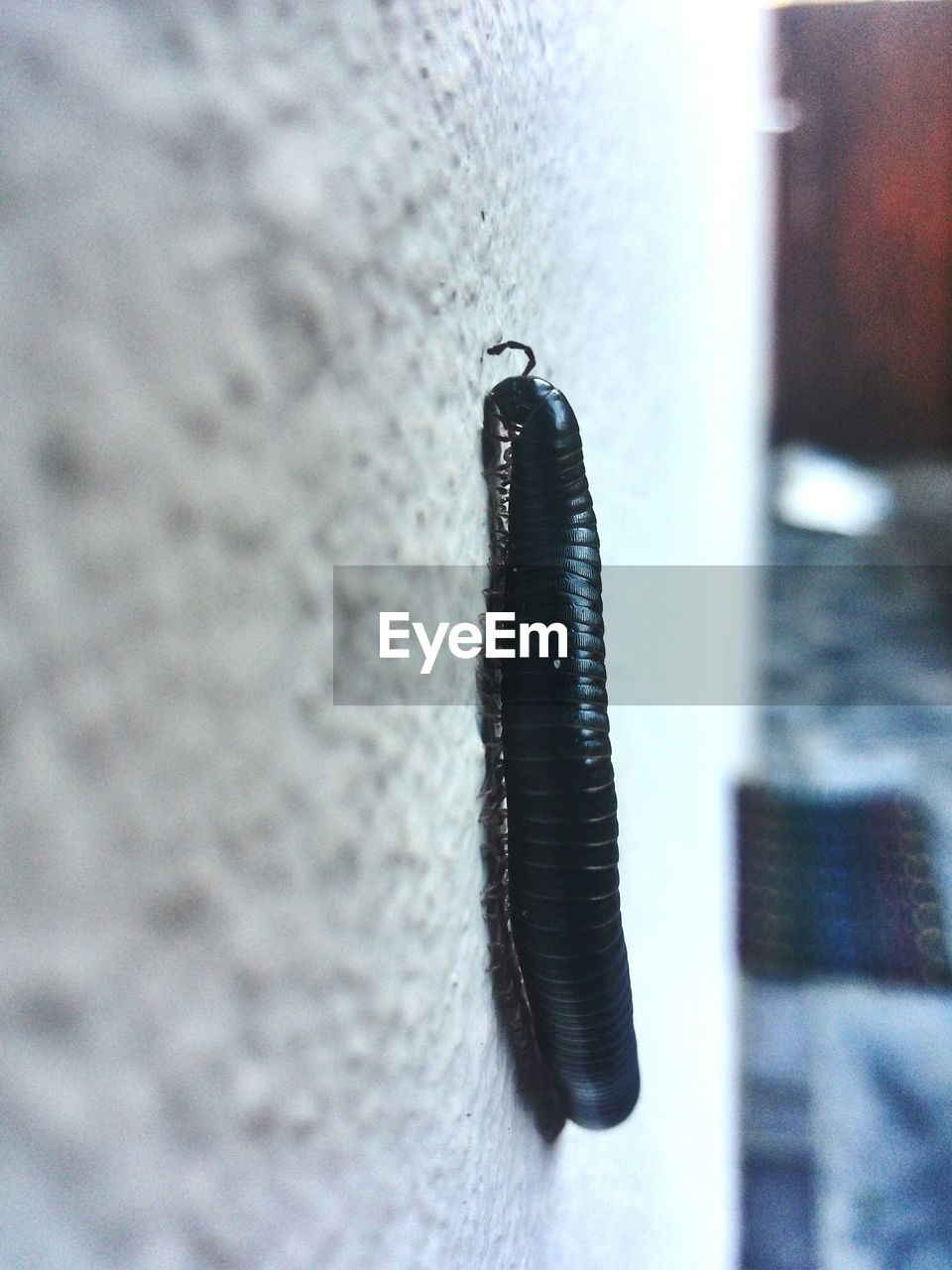 Black larva on carpet