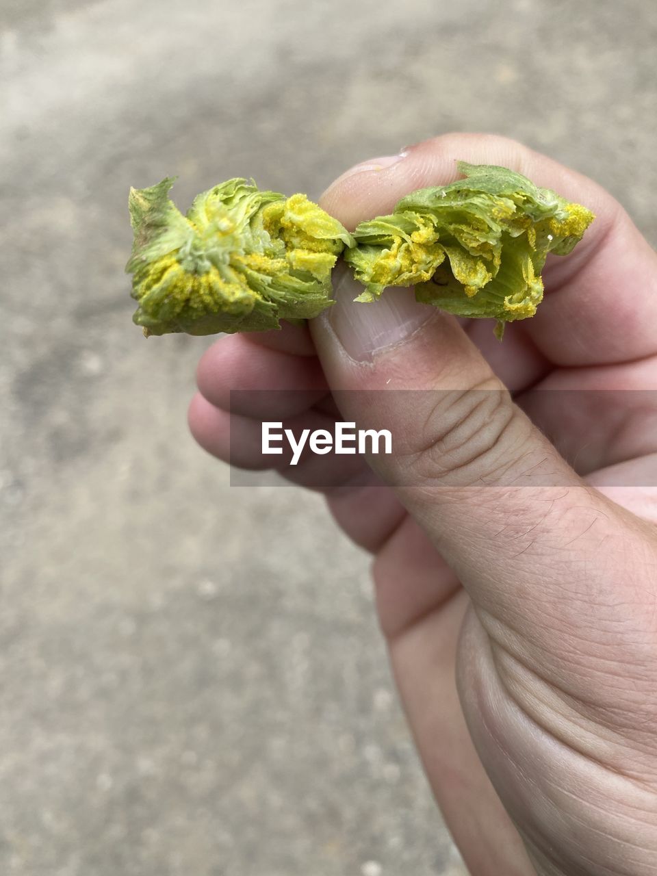 CROPPED IMAGE OF PERSON HOLDING GREEN LEAF