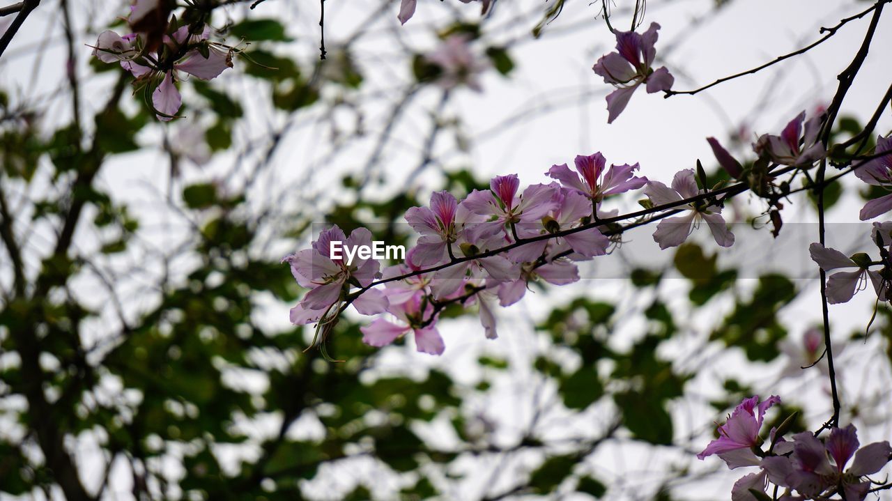 plant, flower, flowering plant, tree, beauty in nature, blossom, fragility, branch, spring, springtime, growth, freshness, nature, pink, no people, focus on foreground, day, outdoors, cherry blossom, close-up, twig, petal, low angle view, flower head, botany, inflorescence, cherry tree, leaf, sky