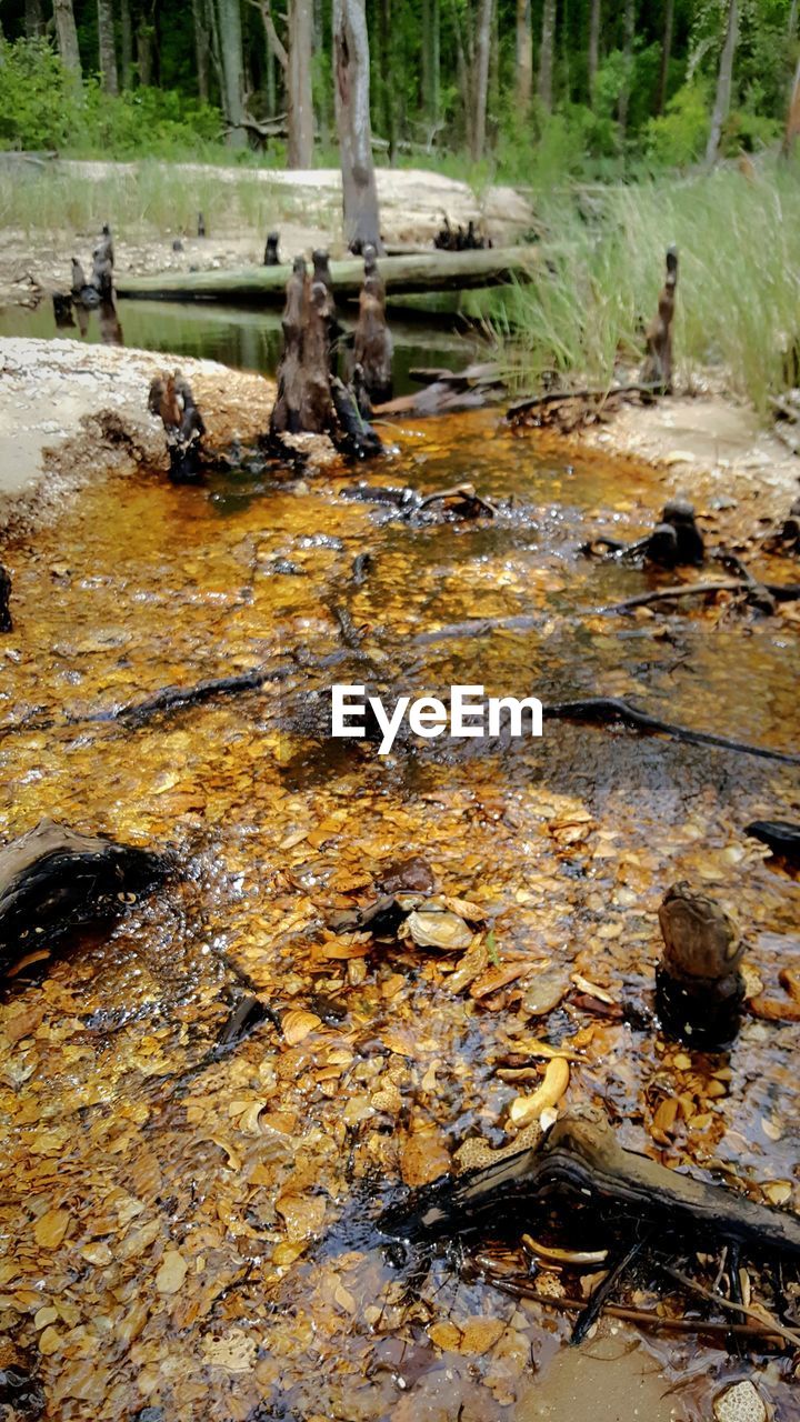 STREAM IN FOREST