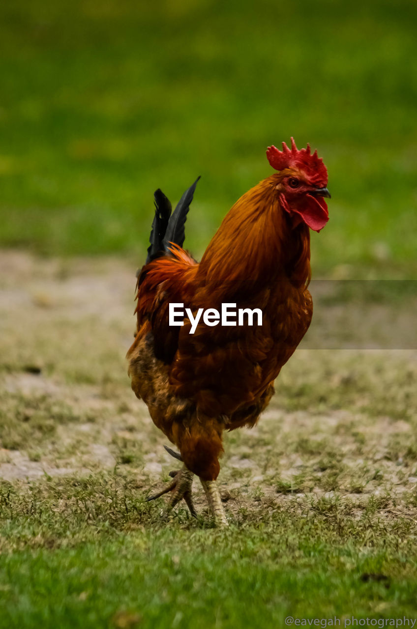 Close-up of rooster on land