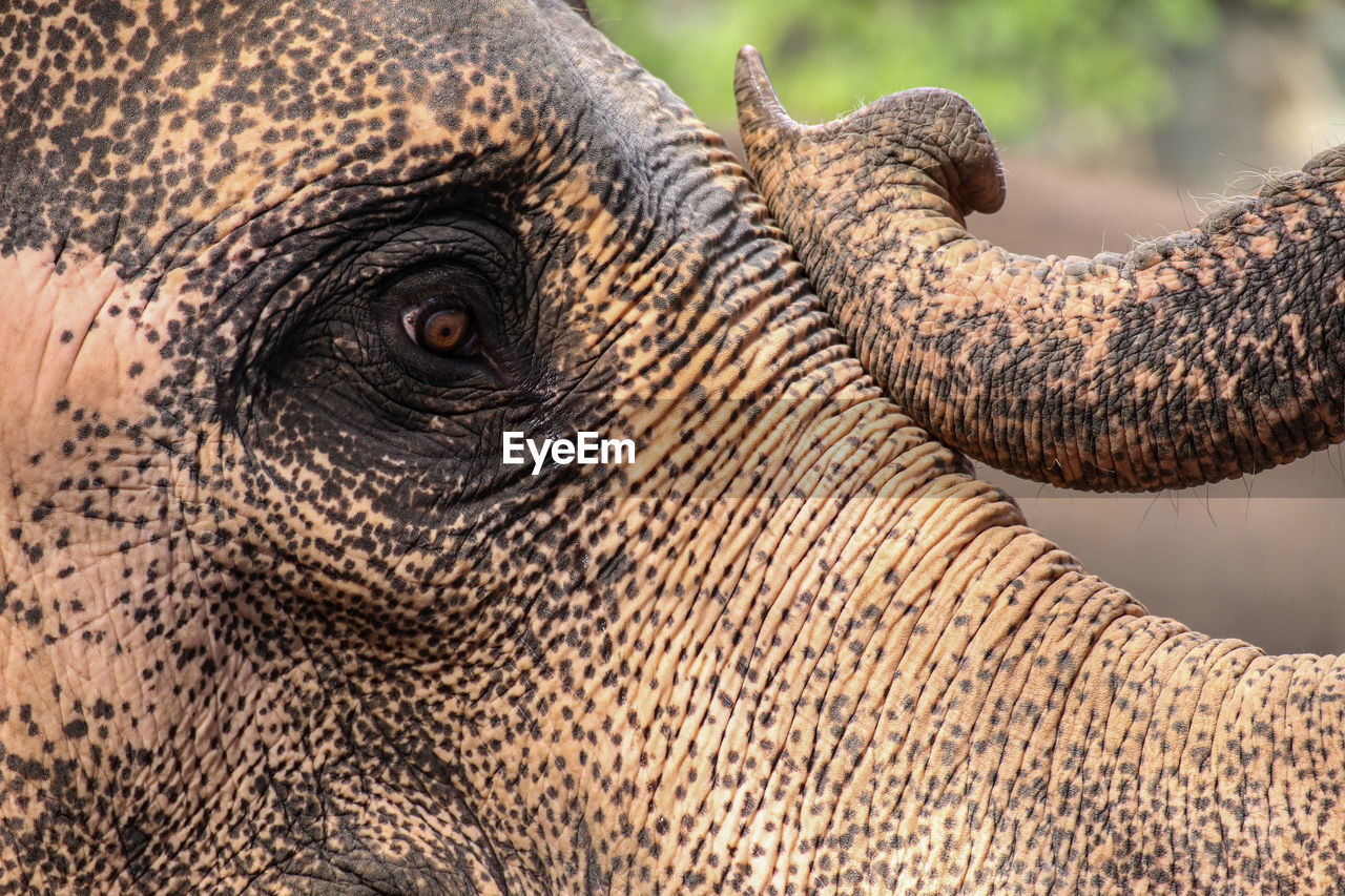 Close-up of elephant