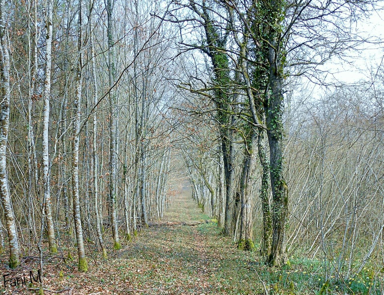 Footpath passing through forest