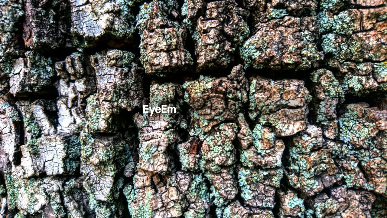 FULL FRAME SHOT OF TREE TRUNK