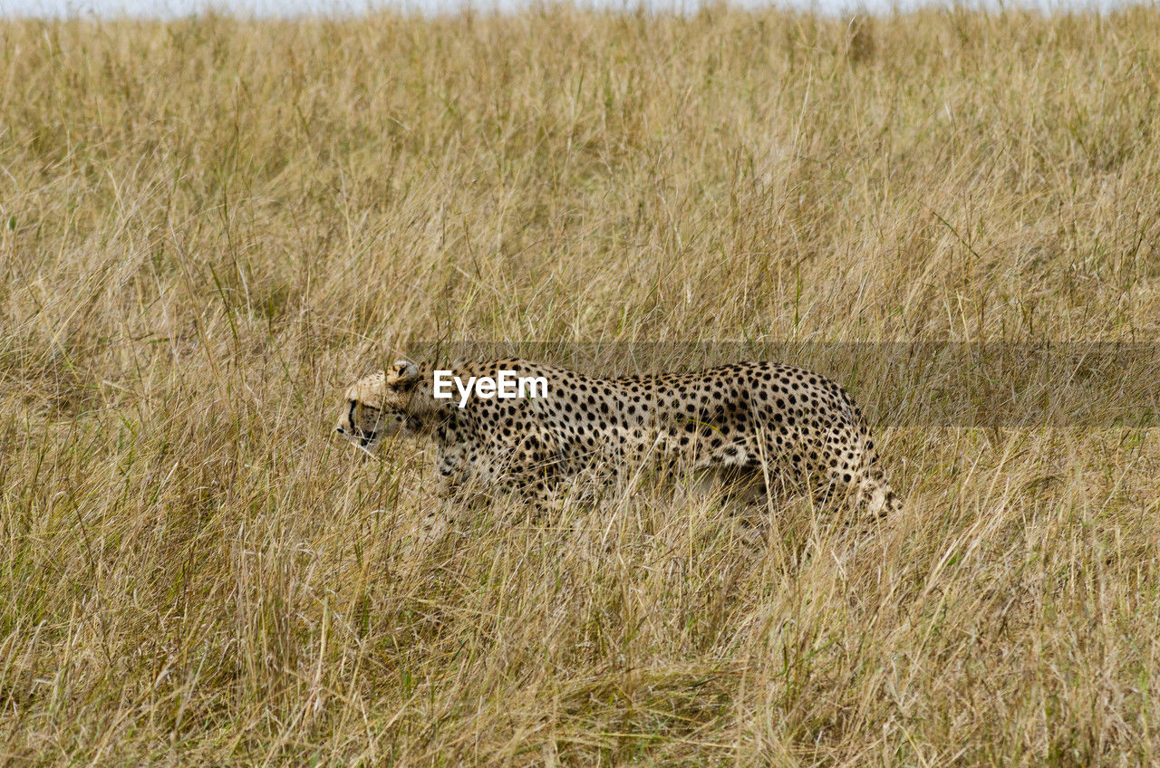 cheetah walking on grassy field