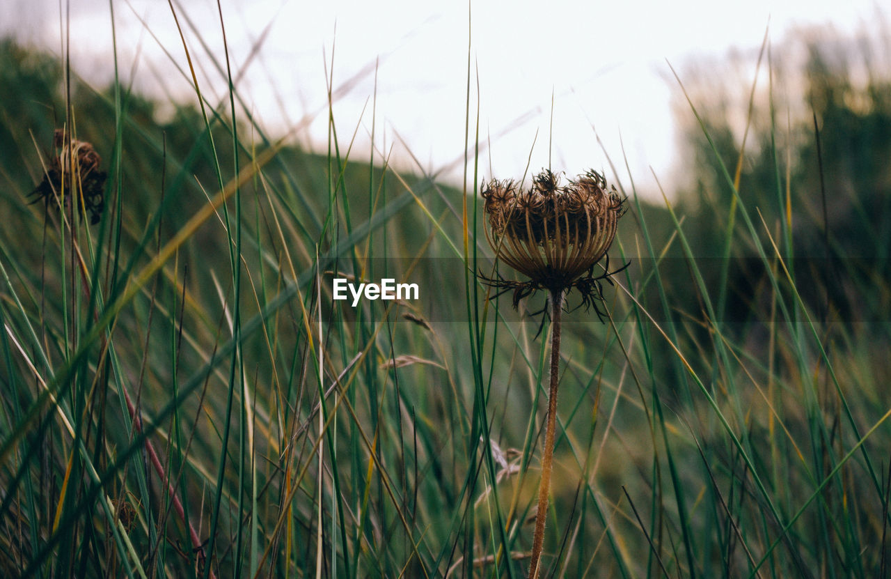 Close-up of thistle on field against sky