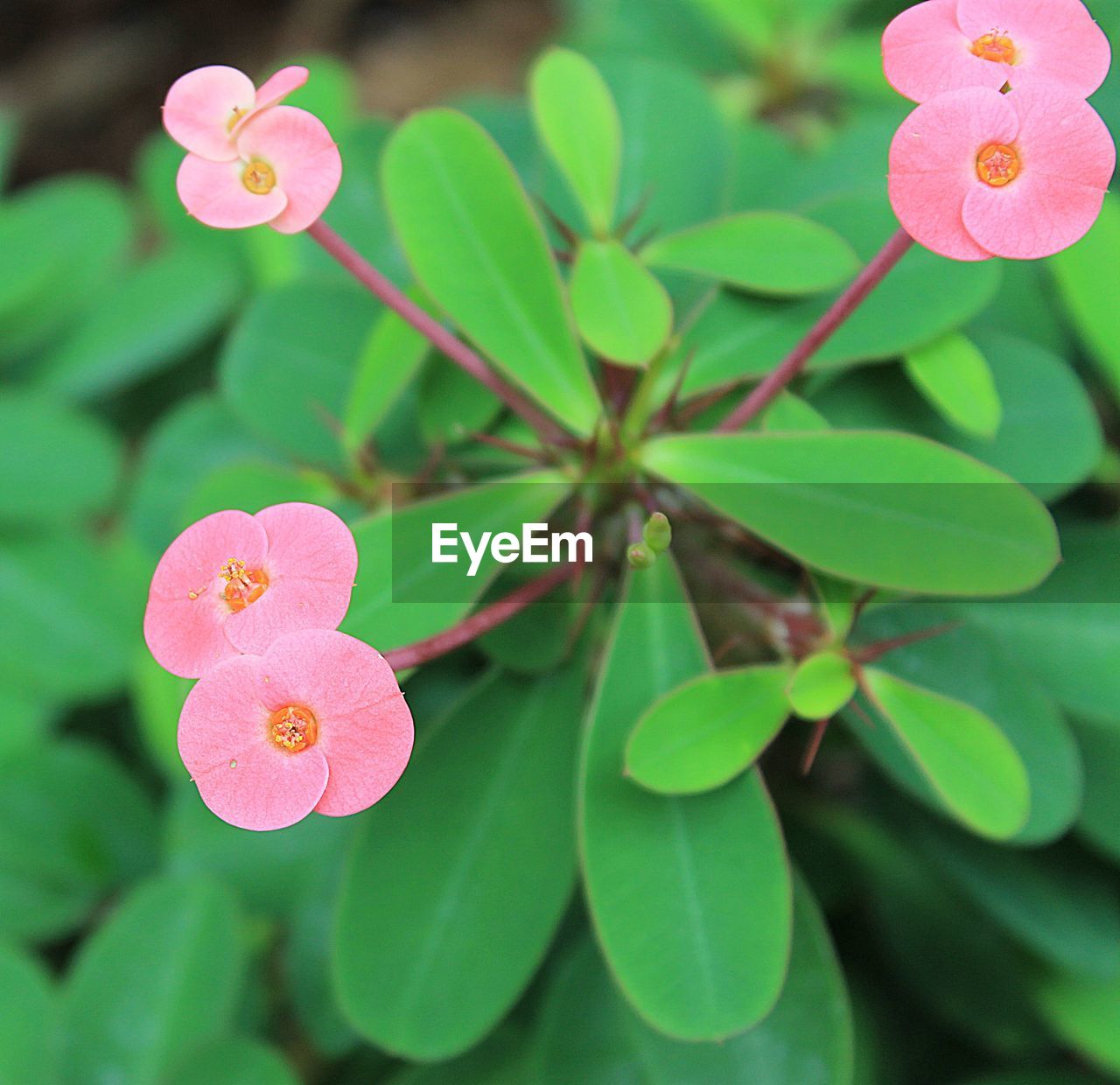 CLOSE-UP OF PINK FLOWERS BLOOMING IN GARDEN