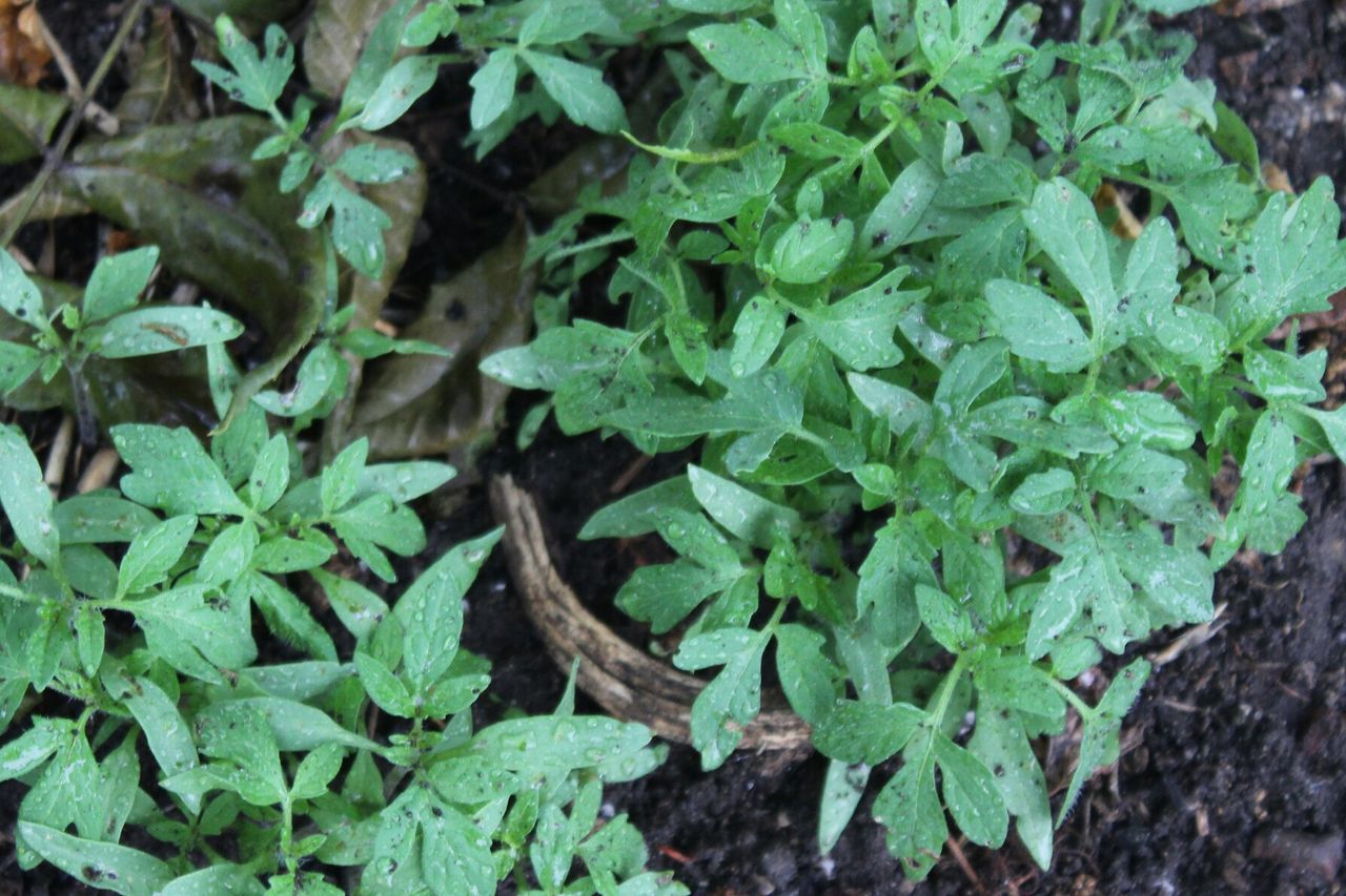 Close-up of heirloom tomato plant sprouts. 