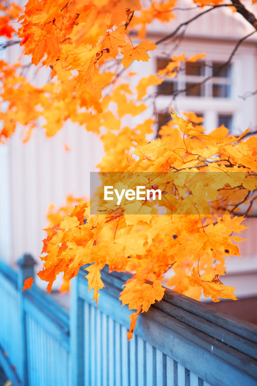 Close-up of orange maple leaves in front of a wooden house