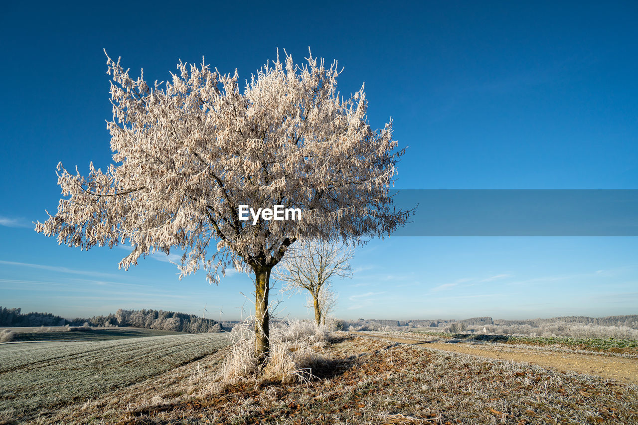 Tree on field against sky