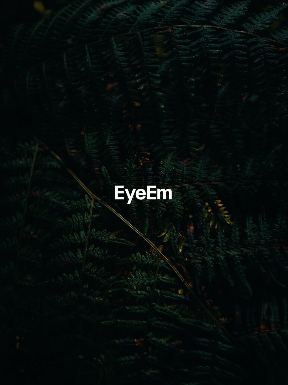 darkness, plant, green, no people, nature, growth, tree, night, leaf, plant part, light, beauty in nature, outdoors, tranquility, backgrounds, close-up, dark, full frame, land, forest