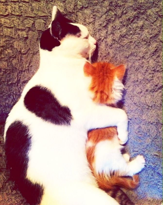 CAT RESTING ON FLOOR