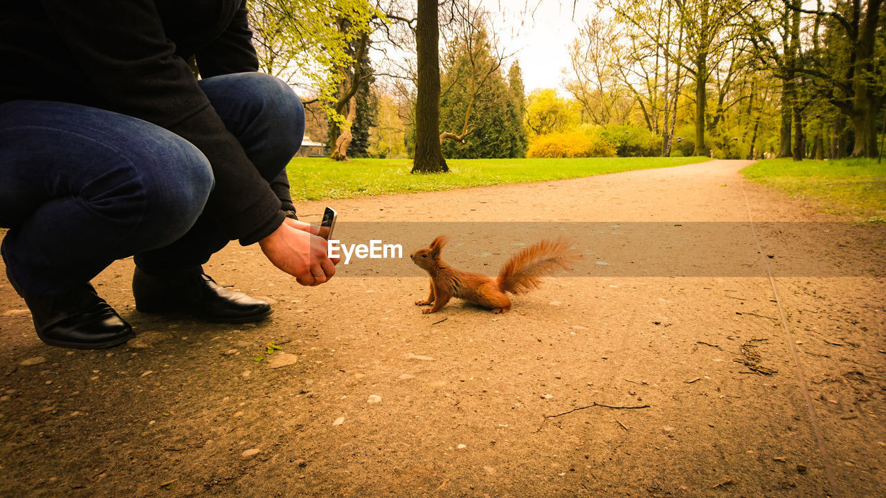 Photographer in action - squirrel in park