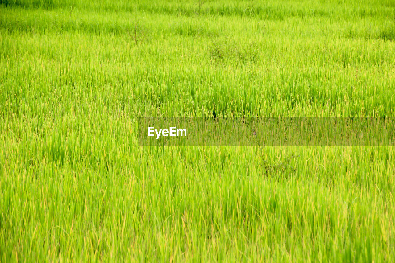 Full frame shot of rice field