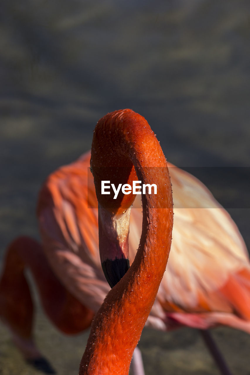 CLOSE-UP OF SWAN IN LAKE