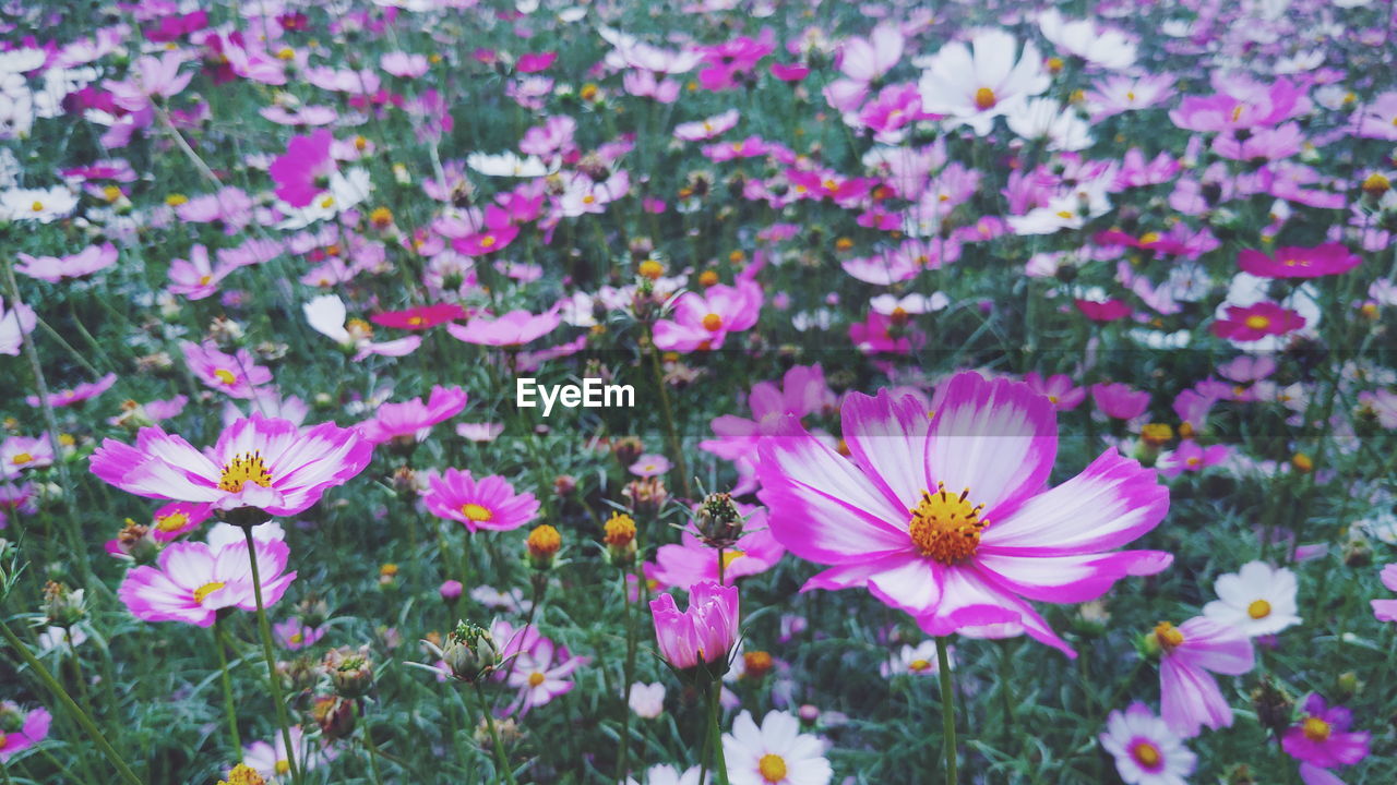 CLOSE-UP OF PINK COSMOS FLOWERS IN FIELD