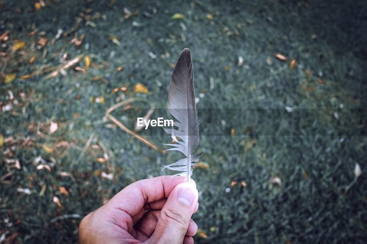 Close-up of hand holding feather