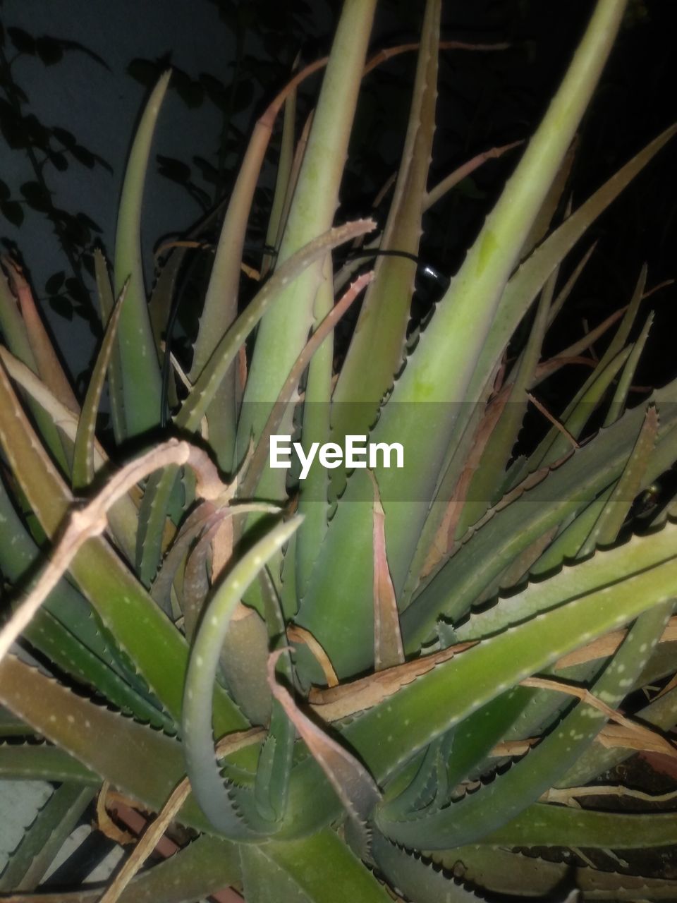 HIGH ANGLE VIEW OF SUCCULENT PLANTS