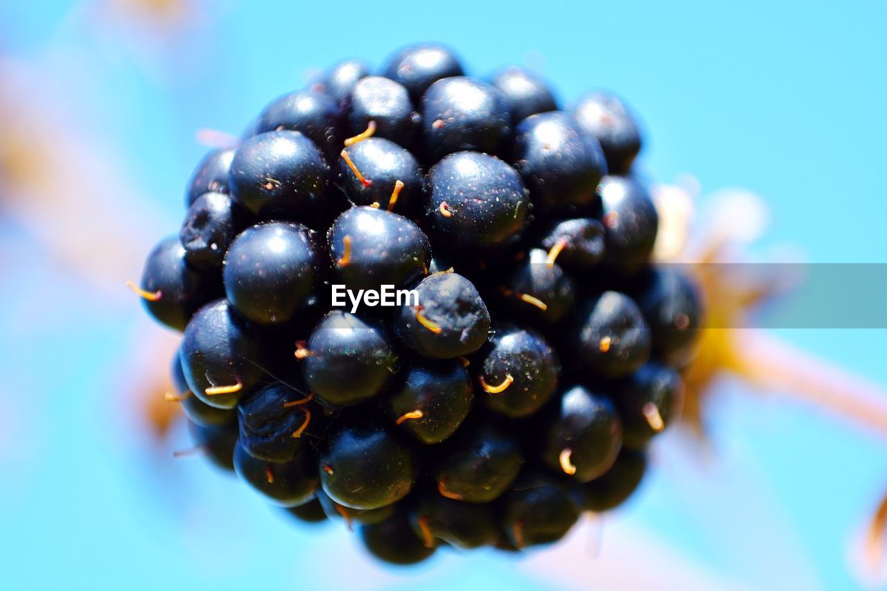 CLOSE-UP OF BLUE BERRIES OVER WHITE BACKGROUND