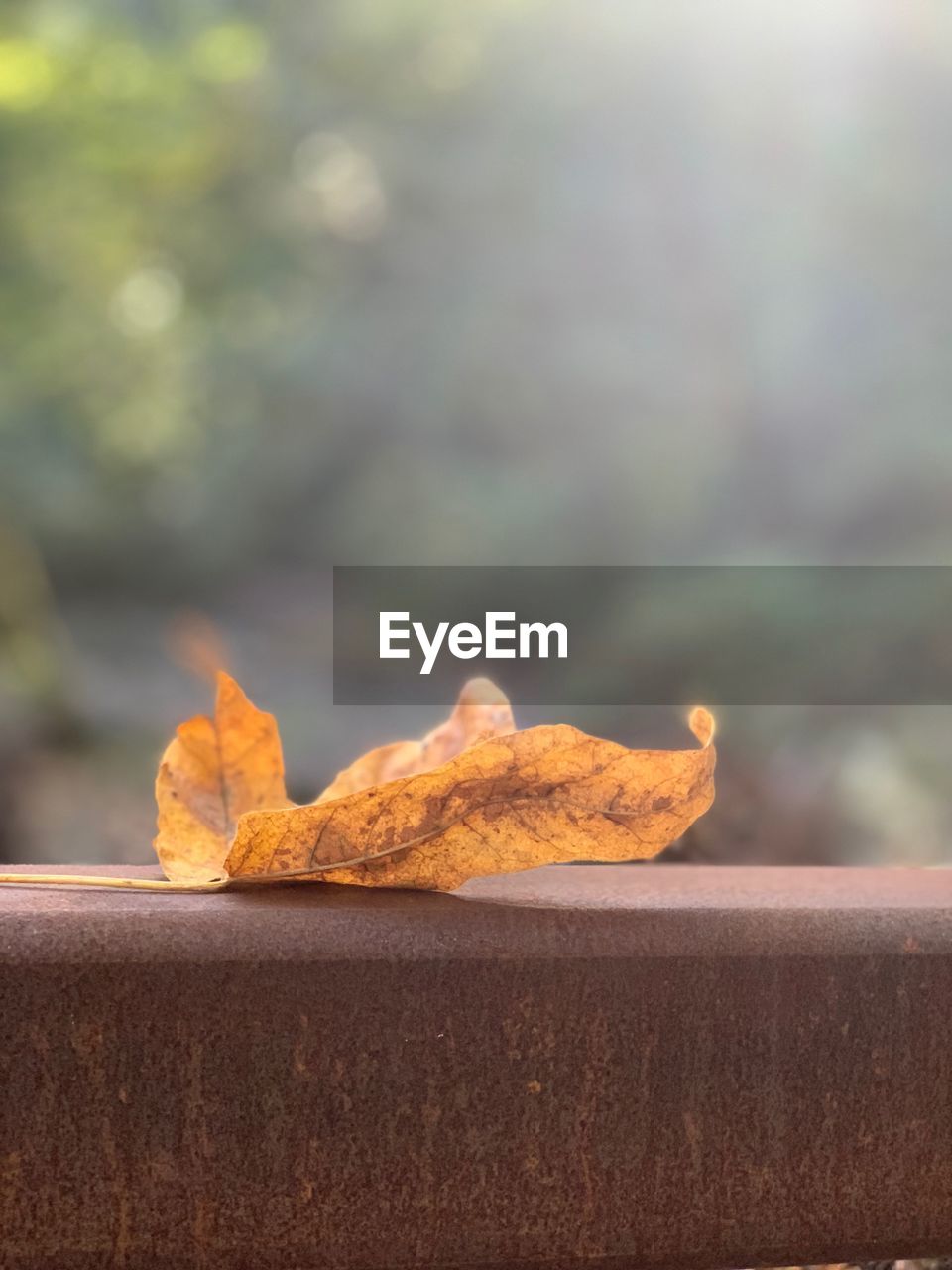 CLOSE-UP OF MEAT ON TABLE