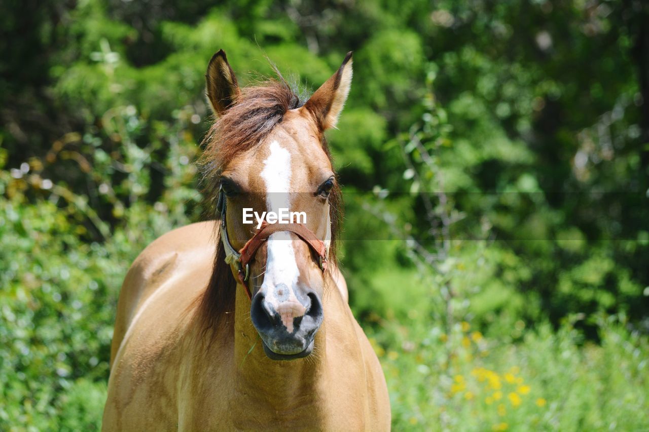 CLOSE-UP PORTRAIT OF HORSE ON TREE