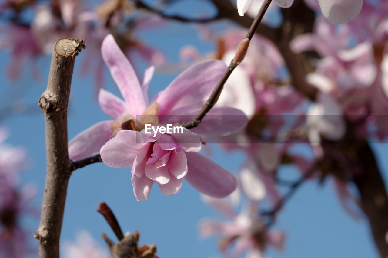 plant, flower, flowering plant, blossom, fragility, beauty in nature, tree, freshness, pink, springtime, growth, branch, spring, nature, close-up, petal, no people, focus on foreground, inflorescence, flower head, cherry blossom, twig, botany, outdoors, day, macro photography, almond tree, produce, fruit tree, selective focus, pollen, sky, low angle view, cherry tree