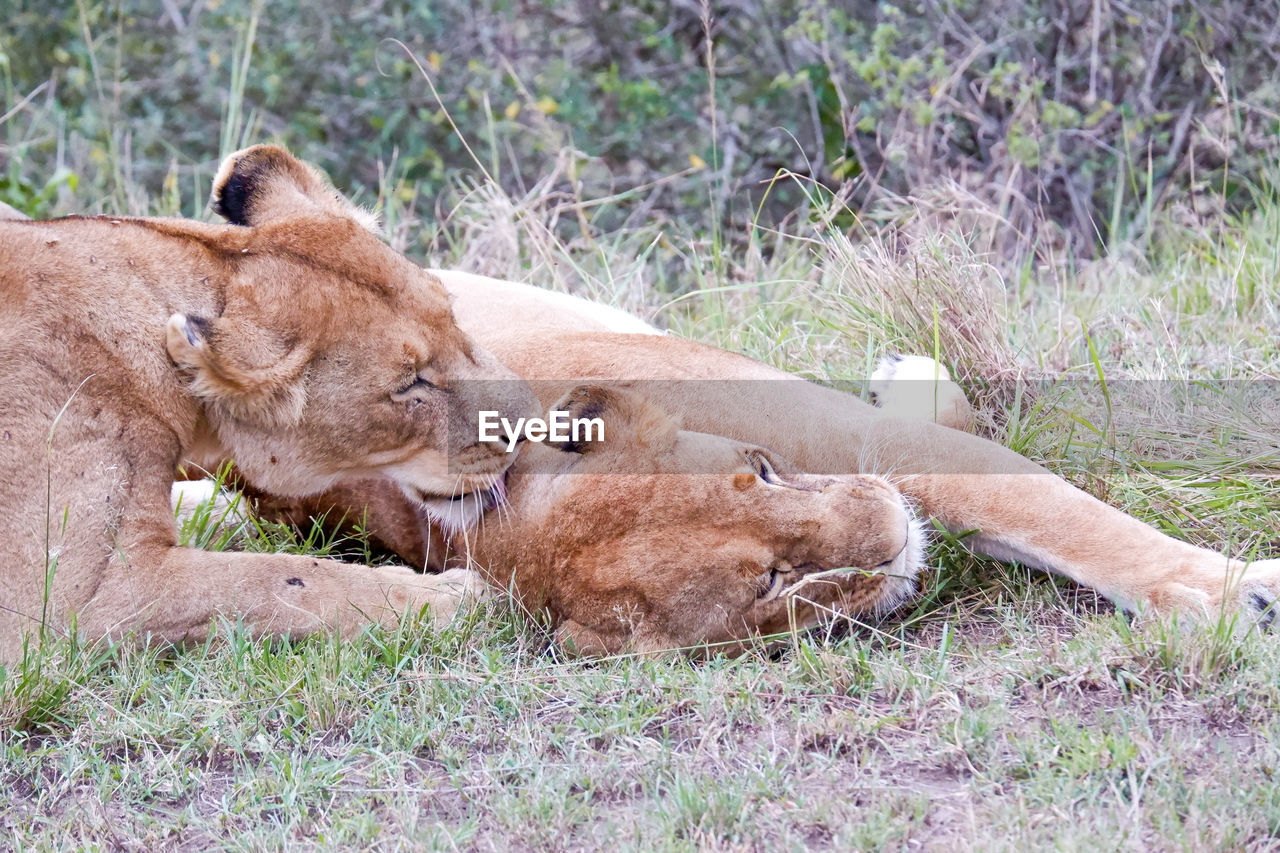 Lionesses snuggle in the maasai mara, kenya