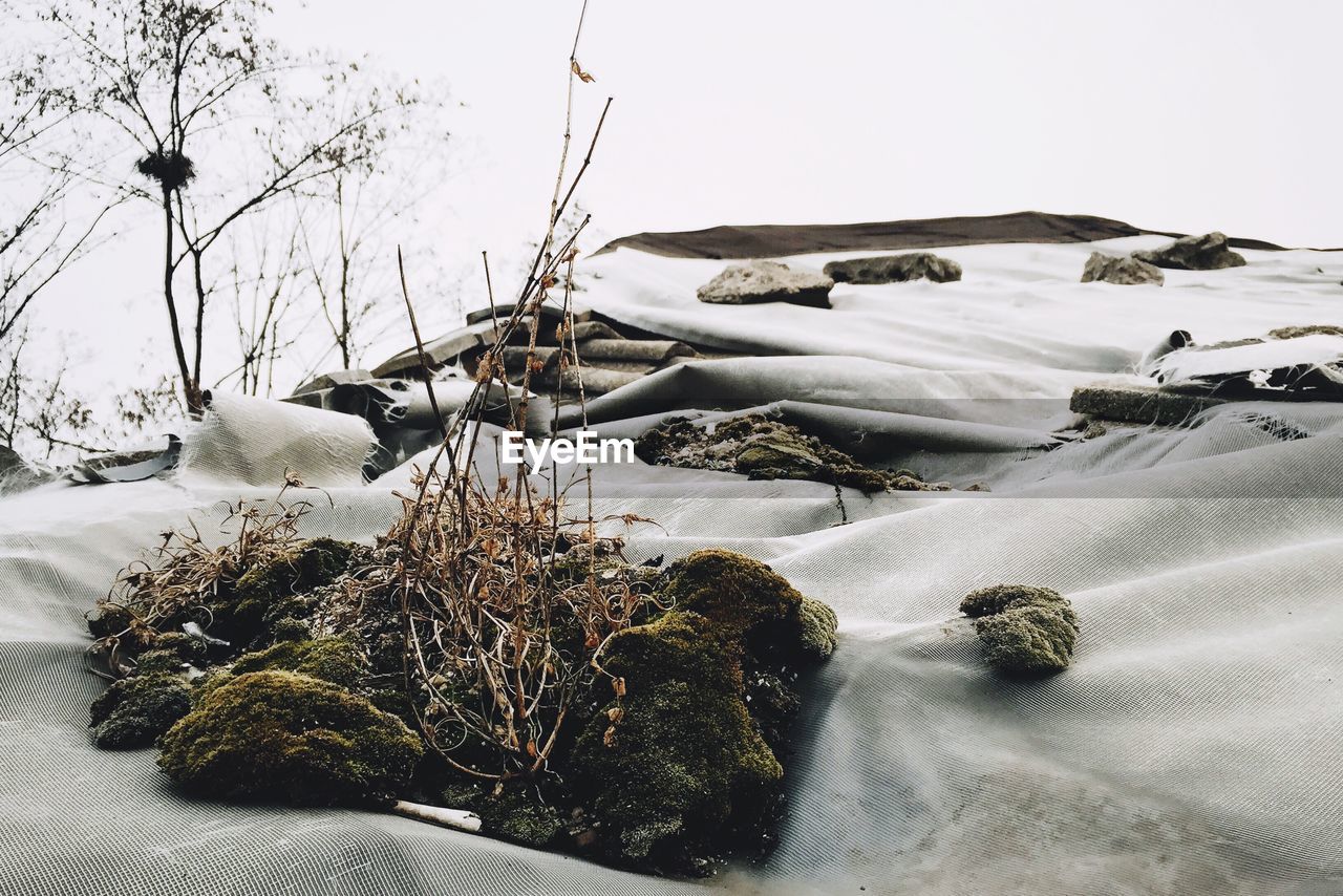 Plants on snow covered landscape