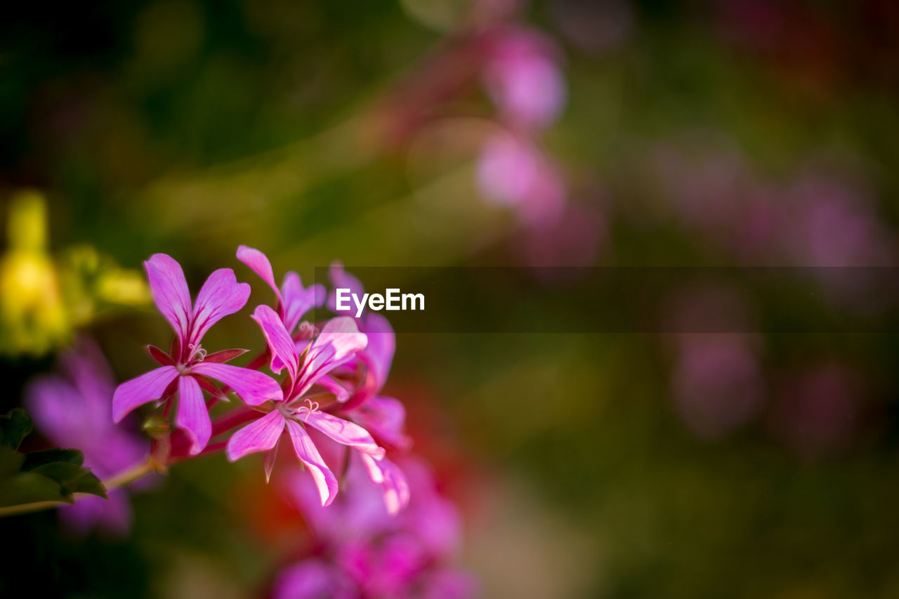 Close-up of pink flowers