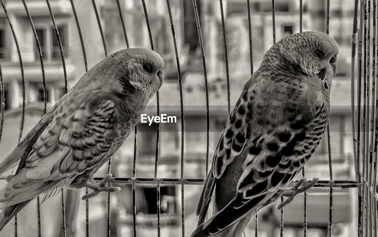 CLOSE-UP OF BIRDS IN CAGE