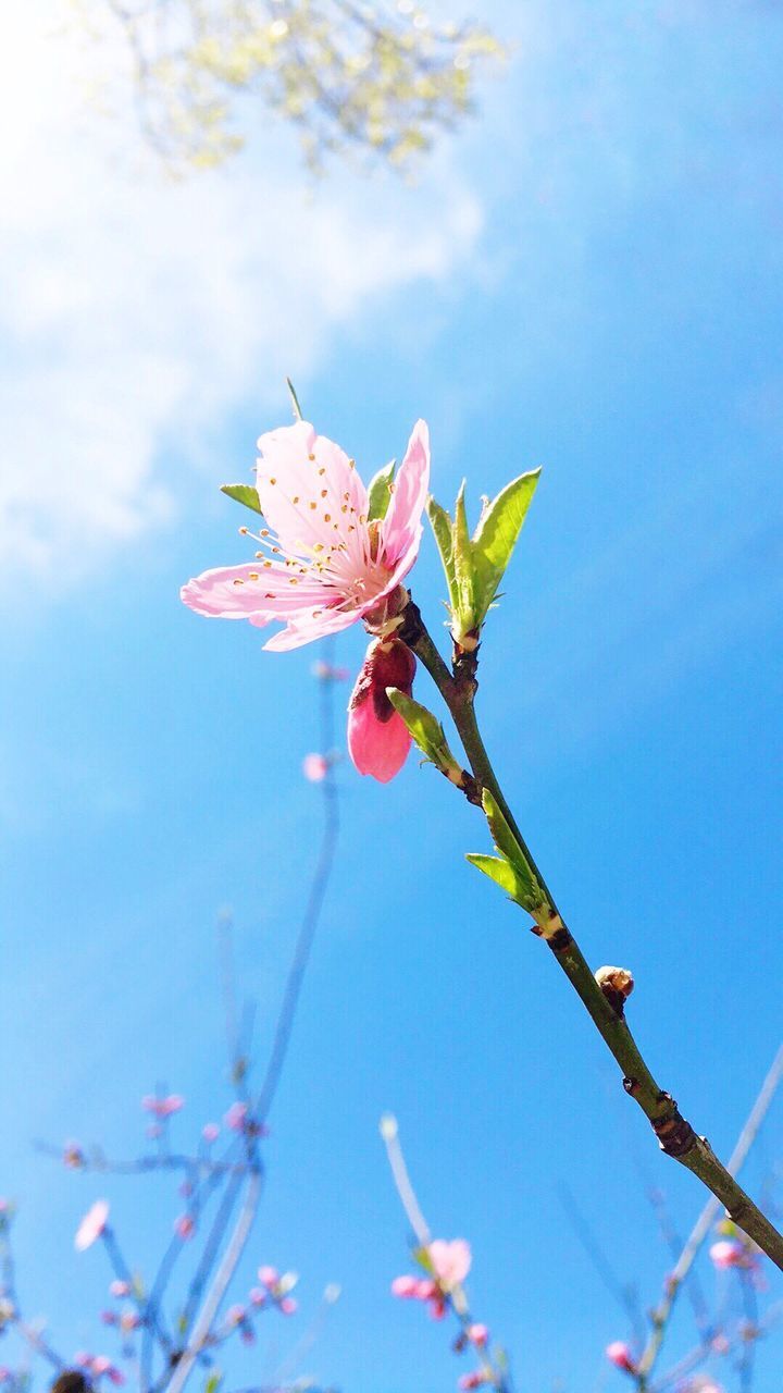 Low angle view of pink flowers against sky