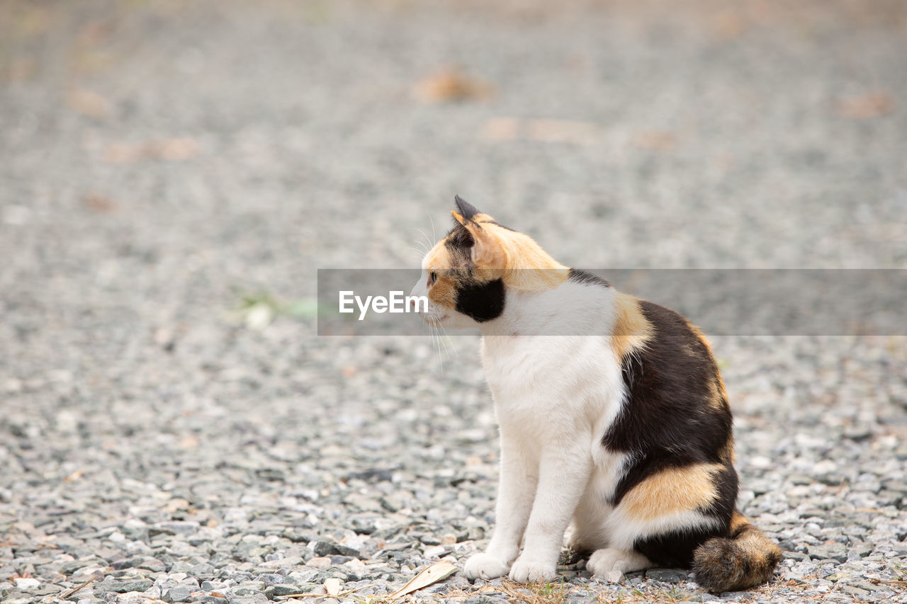 animal themes, animal, pet, mammal, one animal, domestic animals, cat, dog, canine, puppy, no people, sitting, whiskers, nature, young animal, full length, cute, day, looking, side view, outdoors, carnivore, feline