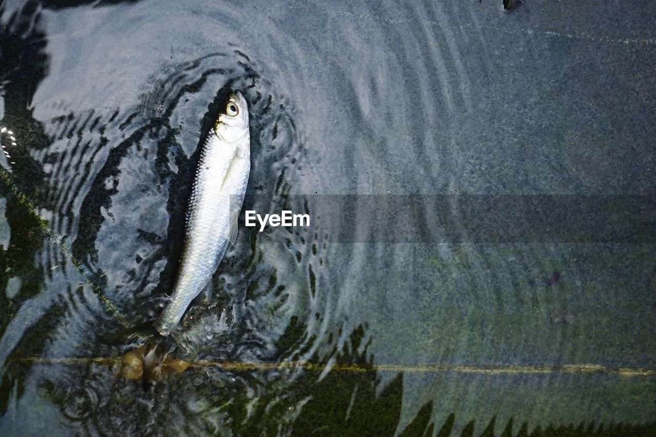 Fish swimming in sea