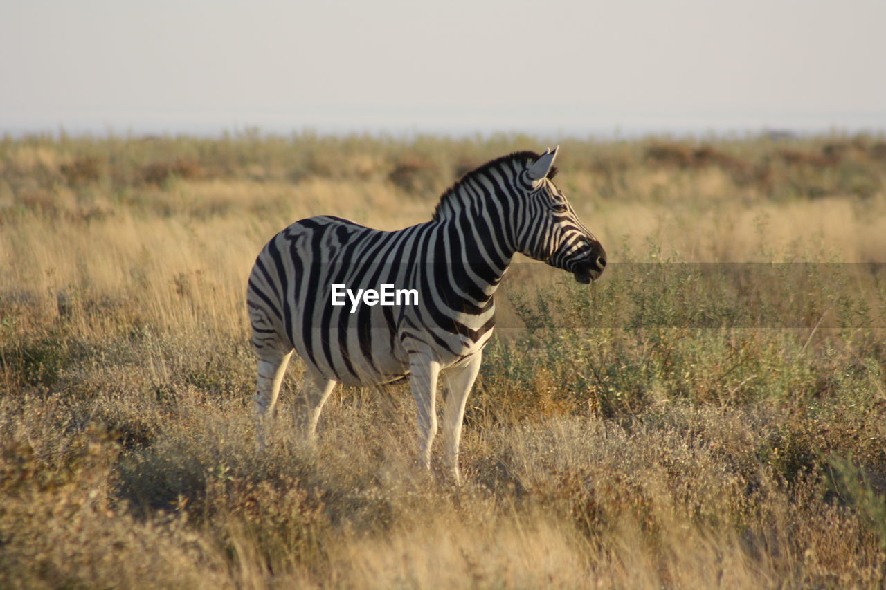 Zebra on grassy field