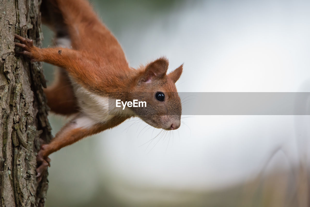 CLOSE-UP OF SQUIRREL AGAINST TREE TRUNK