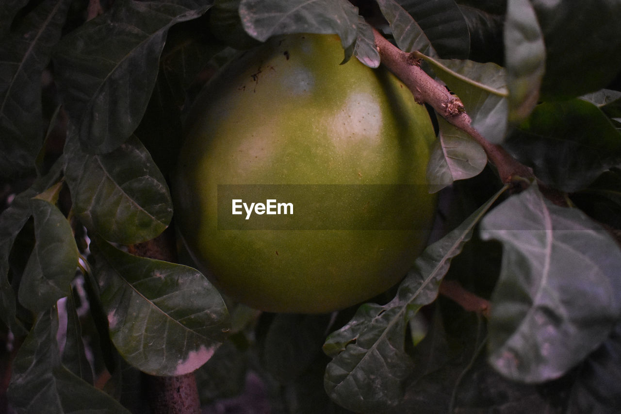 Close-up of miracle fruit on tree