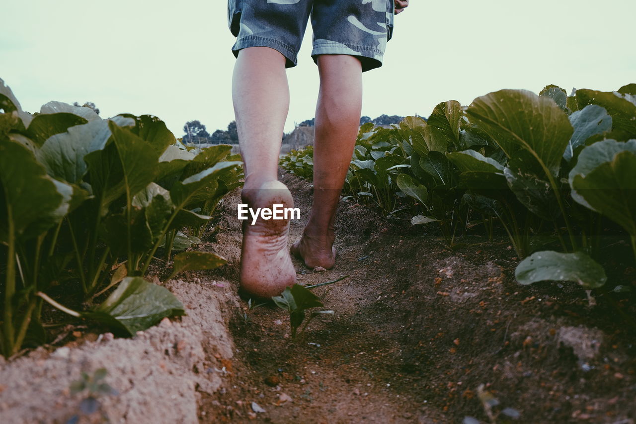 Low section of person walking on ground amidst plants