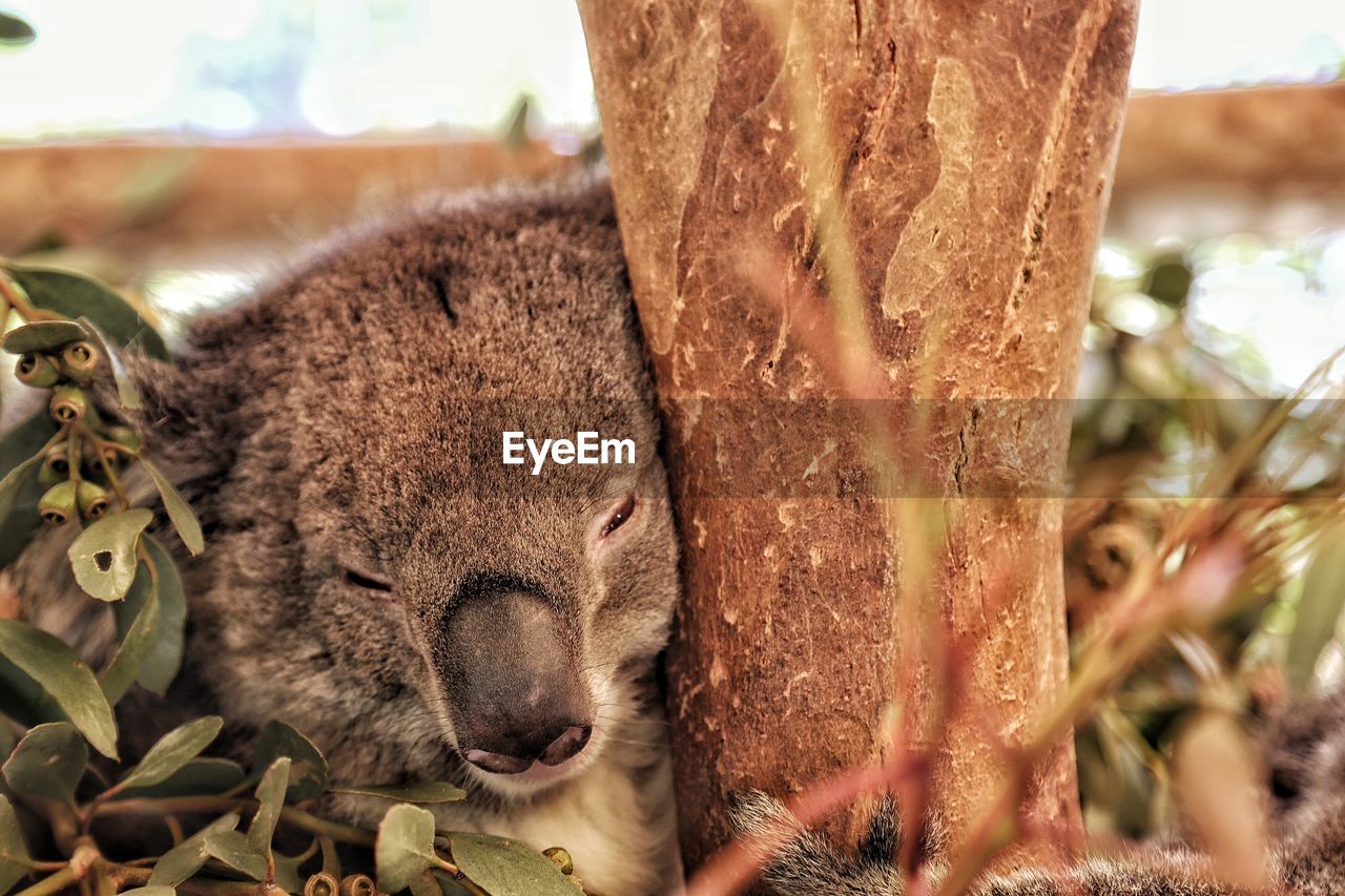 Koala bear sleeping on tree